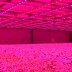 Tubo LED T8 18W, 120cm, PLANT GROW Full Spectrum, IP65, Crescimento de plantas