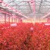 Campânula LED UFO industrial para crescimento de plantas, 160W, PLANT GROW Full Spectrum, Crescimento de plantas