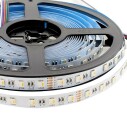 Tira LED EPISTAR SMD5050, RGB+W, DC24V, 5m (60Led/m 4 en 1) - IP20, RGB + Blanco frío