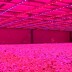 Tubo LED T8 8W, 60cm, PLANT GROW Full Spectrum, Crecimiento de plantas, IP65, Crecimiento de plantas